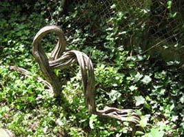 la liane (installation commune)
